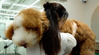 초대형 곰돌이가 나타났습니다‼️feat스탠다드푸들‼Theres a supersized bear Standard Poodle [upl. by Haisej142]