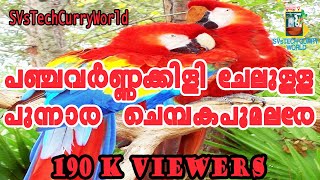 Panchavarna Kili Chelulla Naddan Pattu with LYrics VSFolkMedia [upl. by Ainek551]