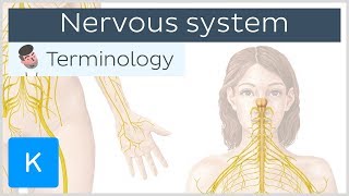 Nervous system  Anatomical terminology for healthcare professionals  Kenhub [upl. by Urissa]