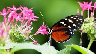 Berkenhof Tropical Zoo  Kwadendamme 2017 [upl. by Jenkel]