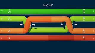 homologous recombinationholliday junction resolution [upl. by Ney343]