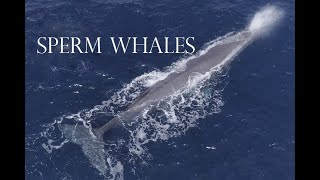 Sperm Whales  Bremer Bay  Australia MarineLifeTV [upl. by Munshi481]