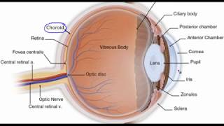 Eye anatomy [upl. by Meuser]