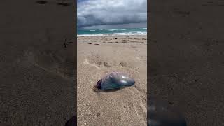 Portuguese man o war 🪼 southflorida [upl. by Vanya]