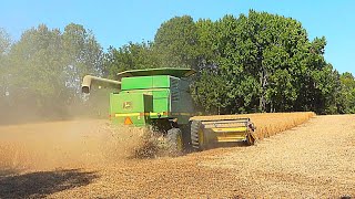 Deer Damaged Soybeans and Custom Harvesting Soybean Harvest 5 [upl. by Amalita]