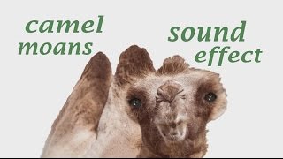 The Animal Sounds Camel Moans Sound  Sound Effect  Animation [upl. by Oirom]