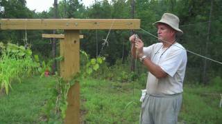 muscadine trellis [upl. by Nosyd]