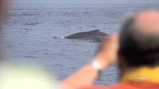 Icy Strait Point Whale amp Mammals Cruise  Shore Excursion  NCL [upl. by Gerty]