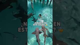 Cuidado TIBURONES en BAHAMAS 🦈 tiburones bahamas cuidado playa [upl. by Colvin]