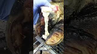 INTENSE PRESSURE RELIEF hoof hooftrimming cow satisfying [upl. by Chatwin]