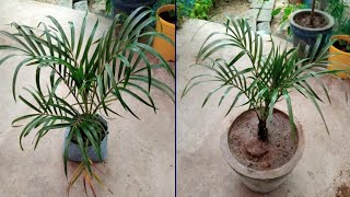 Dypsis lutescens का पौधा नर्सरी से लाने के बाद गमले में लगाने का सही तरीका Best Gardening Tips [upl. by Barthol273]