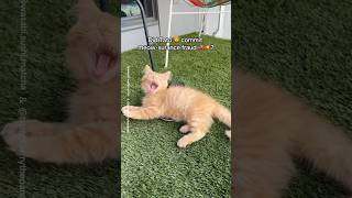 DID TATO 🦁 COMMIT MEOWSURANCE FRAUD⁉️ orangecat fosterkitten babykitten funnycats [upl. by Torrie]