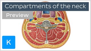 Compartments of the neck preview  Human Anatomy  Kenhub [upl. by Larkins348]