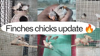 Finches Chicks update 🔥in tamilsjbirdsworld9553 finches sales finchbusiness [upl. by Eelyr]