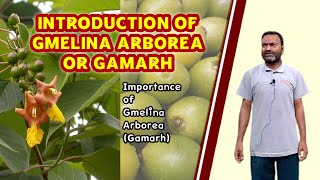 Introduction of Gmelina Arborea or Gambhari Gamarh [upl. by Schargel918]