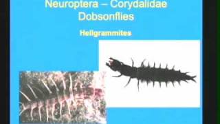 NC Aquatic Invertebrates Prt 2 [upl. by Mahon]