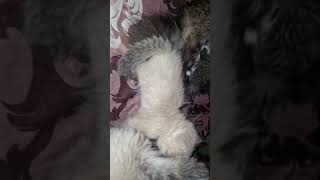 Hyderabad Persian kittens sale 6303428346 cat hyderabad cuteanimal music music hyderabad [upl. by Ecirpak]