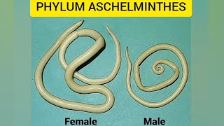 Phylum AschelminthesAnimal kingdomaschelminthesround wormsquick revision [upl. by Culver]