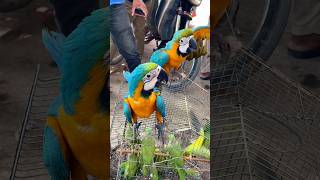 Blue and gold macaw 🦜 Macaw parrot ytshorts shorts [upl. by Aubert]