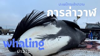 EP 279 Harvesting bowhead whale in Barrow Alaska [upl. by Aerdnaeel]