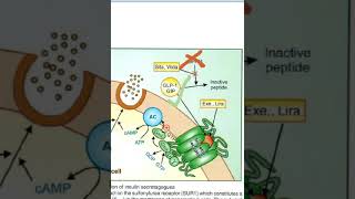 Pharmacology DPP4 inhibitors SitaGliptin Vildagliptin Mechanism of action viva [upl. by Cline]