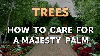 How to Care for a Majesty Palm [upl. by Peta722]