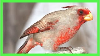 Cardenal Pardo Desértico Canto Llamado Sonido Cantando  Pyrrhuloxia Song  Cardinalis Sinuatus [upl. by Aohsoj]