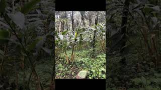 Cardamom plant view In Idukki [upl. by Acinaj]