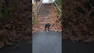 Puggle swooshes down steps [upl. by Fleming]