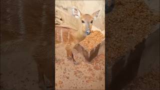 Hunter raising bushbuck at home [upl. by Deacon]