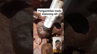 Pengambilan Madu Klanceng reaction [upl. by Obelia]