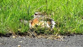 Broken Wing Distraction Display and a Killdeer Nest Governors Island [upl. by Sontag]