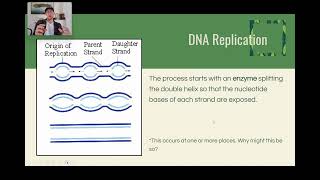 1 2 DNA Structure and Function 2 [upl. by Imit]