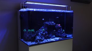 6 Monate Update  Blau Aquaristic Cubic 80 Set  5  Crowncheck [upl. by Acalia856]