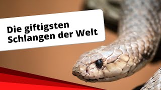 Top10 Die giftigsten Schlangen der Welt [upl. by Horsey]