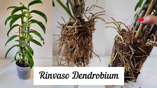 Tutorial rinvaso Dendrobium NobileOrchidea Bambù dendrobium dendrobiumnobile orchidea [upl. by Becka644]