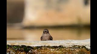 Kara kızılkuyruk » Phoenicurus ochruros » Black Redstart [upl. by Nnairac]