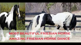 Most Beautiful Friesian Dancing Horse [upl. by Roel915]