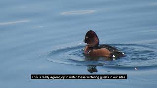 Winter Migratory Birds in Nepal [upl. by Soloma]