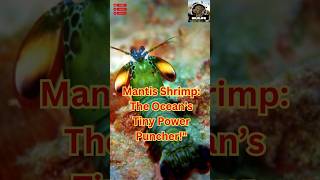 Mantis Shrimp The Tiny Punching Powerhouse [upl. by Sartin]