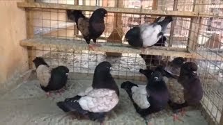 Fancy modena pigeons collections and pigeon cages [upl. by Judus]