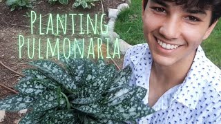 Planting Pulmonaria Twinkle Toes • Growing Home Gardening [upl. by Suzy68]