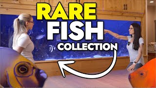 Exquisite Marine Fish Collection in Home Aquarium Featuring Clarion and Conspicuous Angelfish [upl. by Wagstaff803]