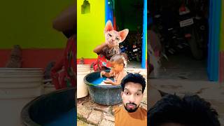 So Funny😂 funny catlover comedy animals cat cutebaby ytshorts shorts [upl. by Malamud307]