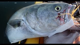 Bluefish and Striper Fishing  Jig Strips and Dark Matter Rods [upl. by Fredi]