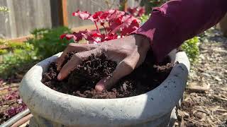 Planting heuchera in containers [upl. by Silvana]