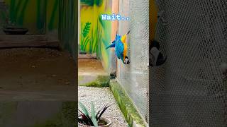 Rio  Macaw 🦜shorts video new trending ytshorts youtube youtubeshorts [upl. by Netsirt]