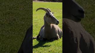 Hemenway Park Boulder City Nevada Bighorn Sheep herd [upl. by Seditsira]