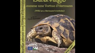 Sauvage comme une Tortue dHermann – Film documentaire Life version longue [upl. by Bozuwa]