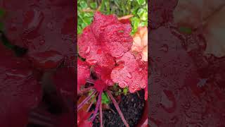 Heuchera Fire alarm Putting out some super red leaves [upl. by Elise375]